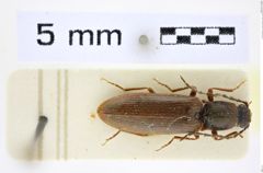 Foto (Dorsalansicht) von Athous anatolicus (Platia, 1989) (NHMW-ZOO-COL-0008446)